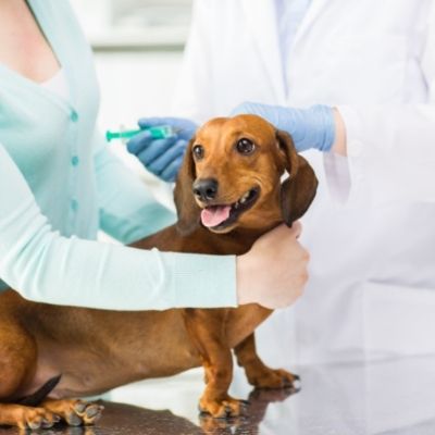 Best Vet Hospital In Grand Rapids | Forest Hills Veterinary Clinic