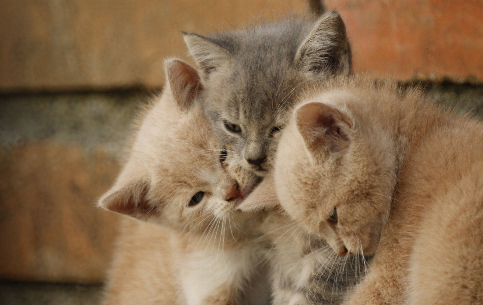 Grand Rapids, MI 49546 Veterinarians Forest Hills Veterinary Clinic