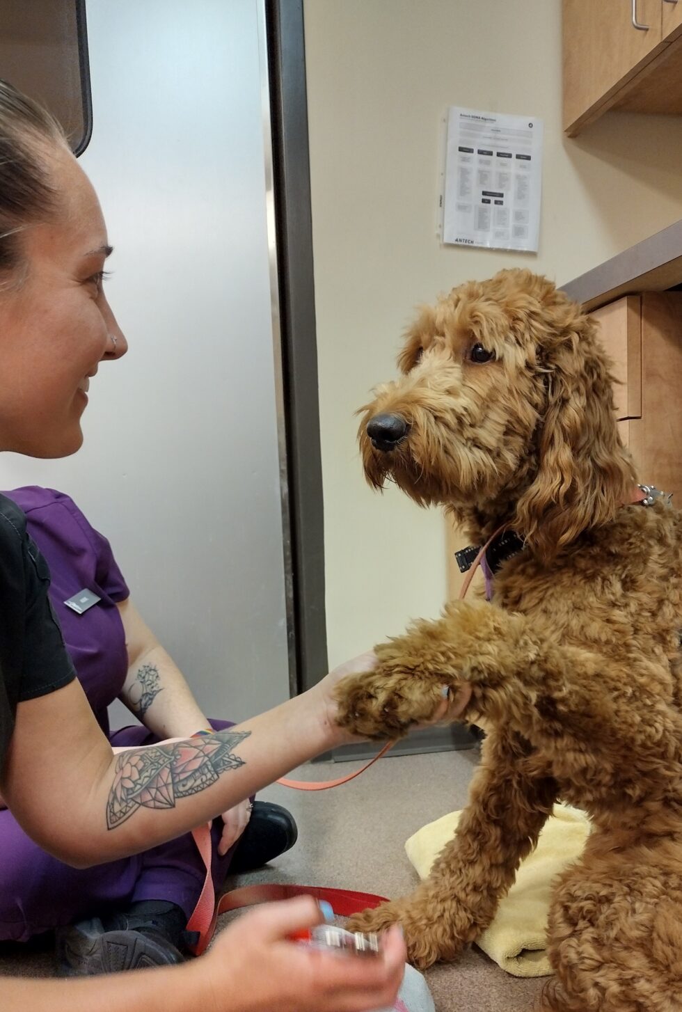 Best Vet Hospital In Grand Rapids Forest Hills Veterinary Clinic
