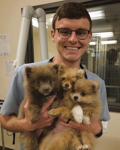 a vet holding 3 puppies